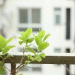 inspirasi halaman rumah minimalis